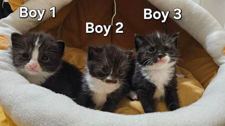 Cute kittens 