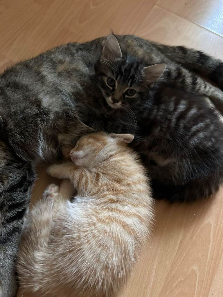 Kittens for sale 