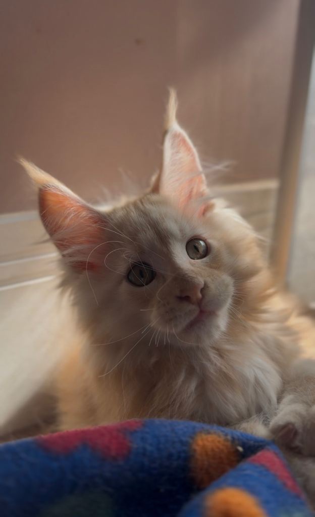 TICA Maine Coon Kittens - Ready to Leave