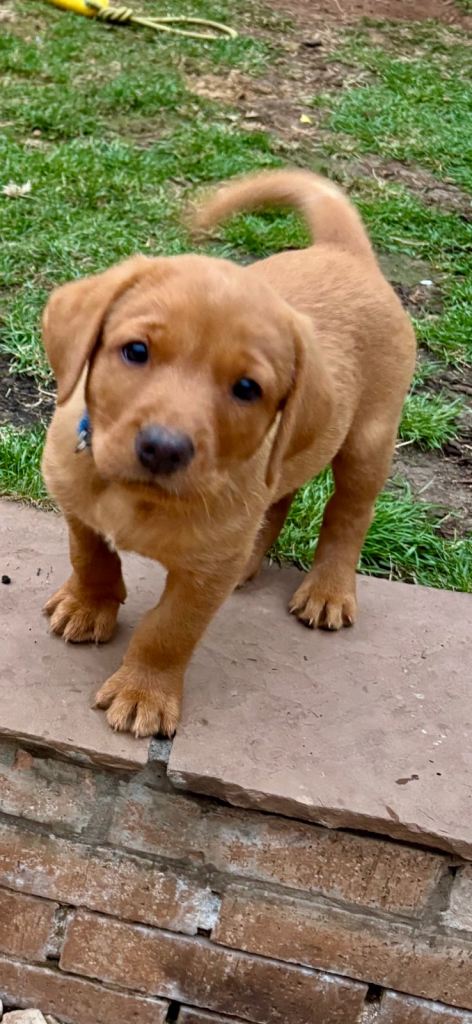 Fox Red Labrador puppies KC registered 