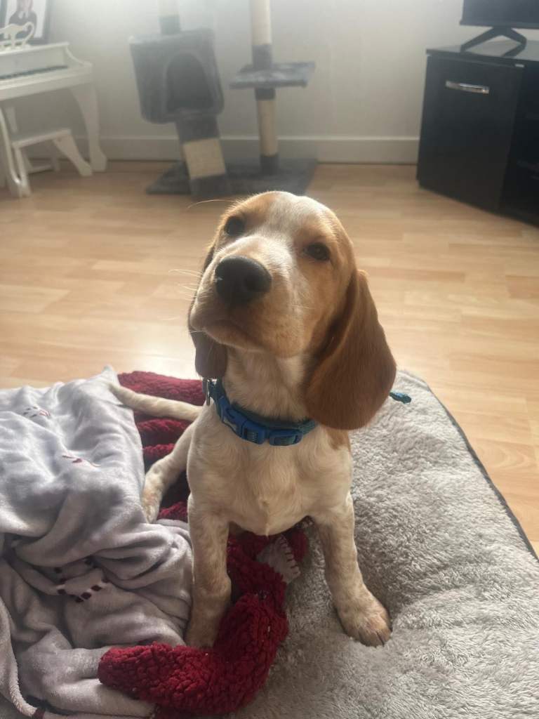 Booker (cocker/beagle) 5 Month Puppy