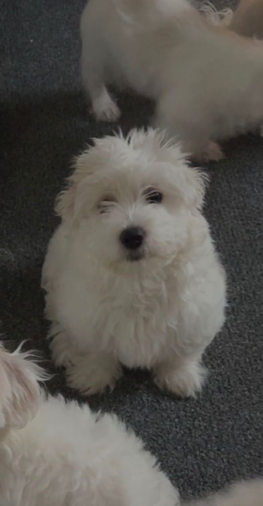 Bichon Maltese Purebred Puppies