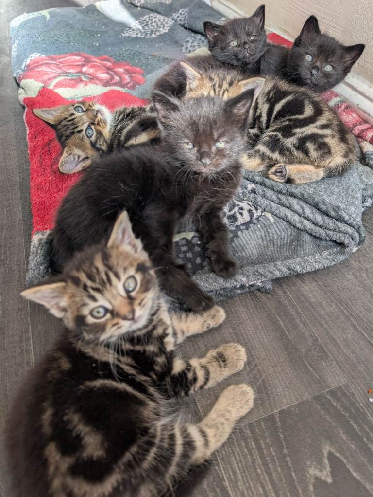Kitten 