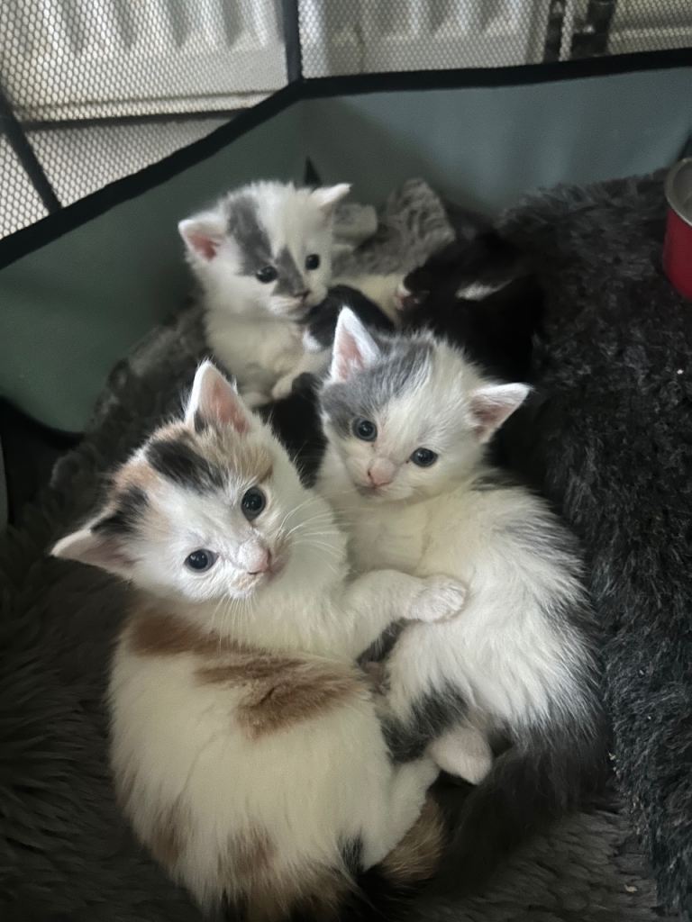 Kittens