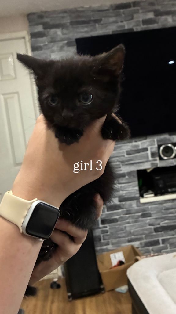 kittens for sale