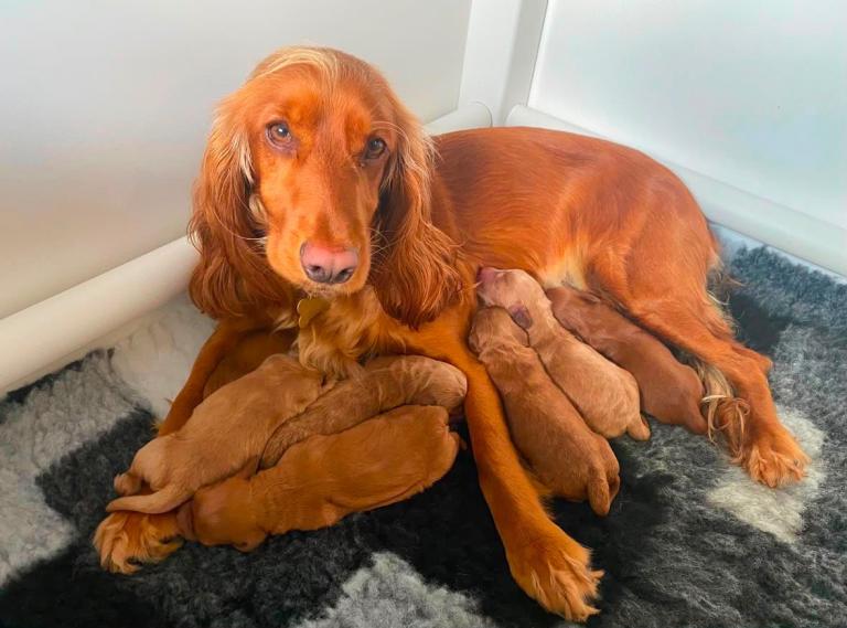 Cocker spaniel puppies