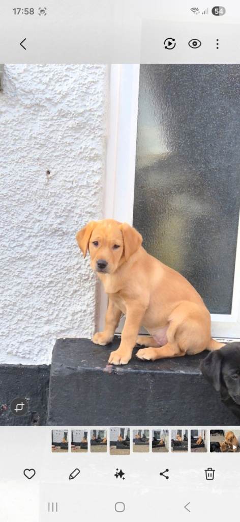 WE HAVE ONE GIRL LABRODOR  RETRIEVER KCFOX LEFT DUE TO BEING LET DOWN ALOT 