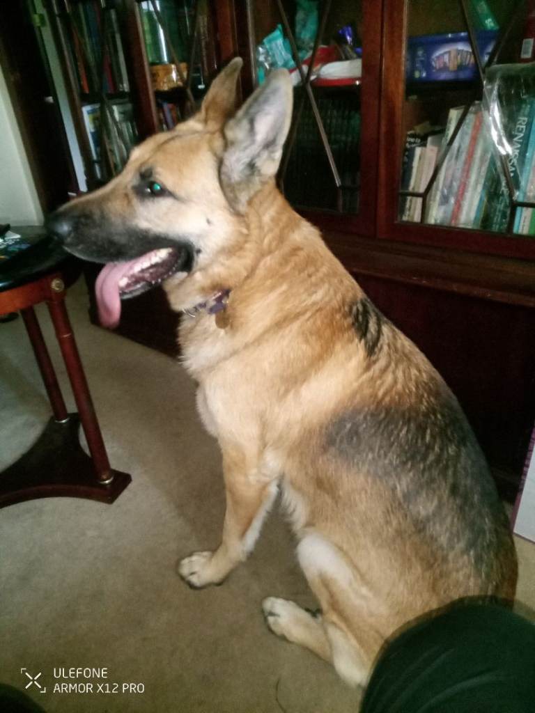 2yr German shepherd 