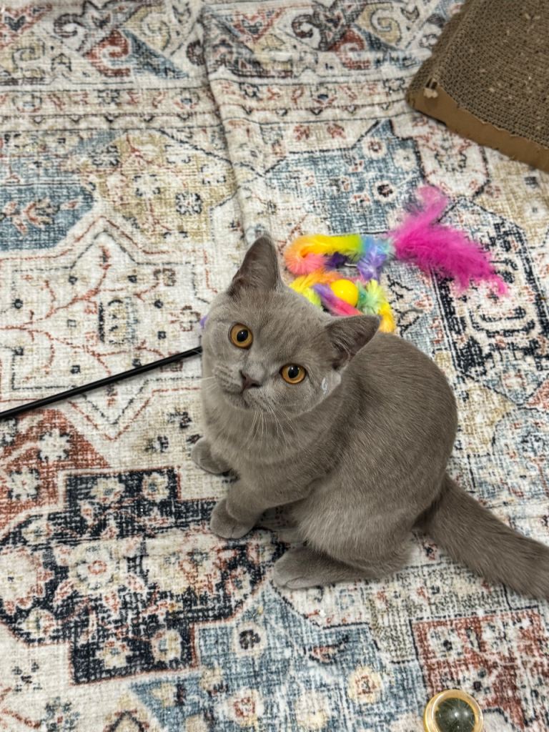 Britişh short hair lilac 2 of them for urgent sal 500 £