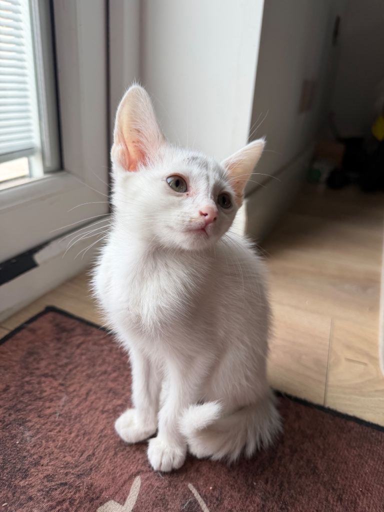 2 kittens for sale