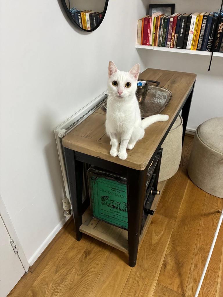 Lovely 3-Year-Old Russian White Girl Looking for a New Home