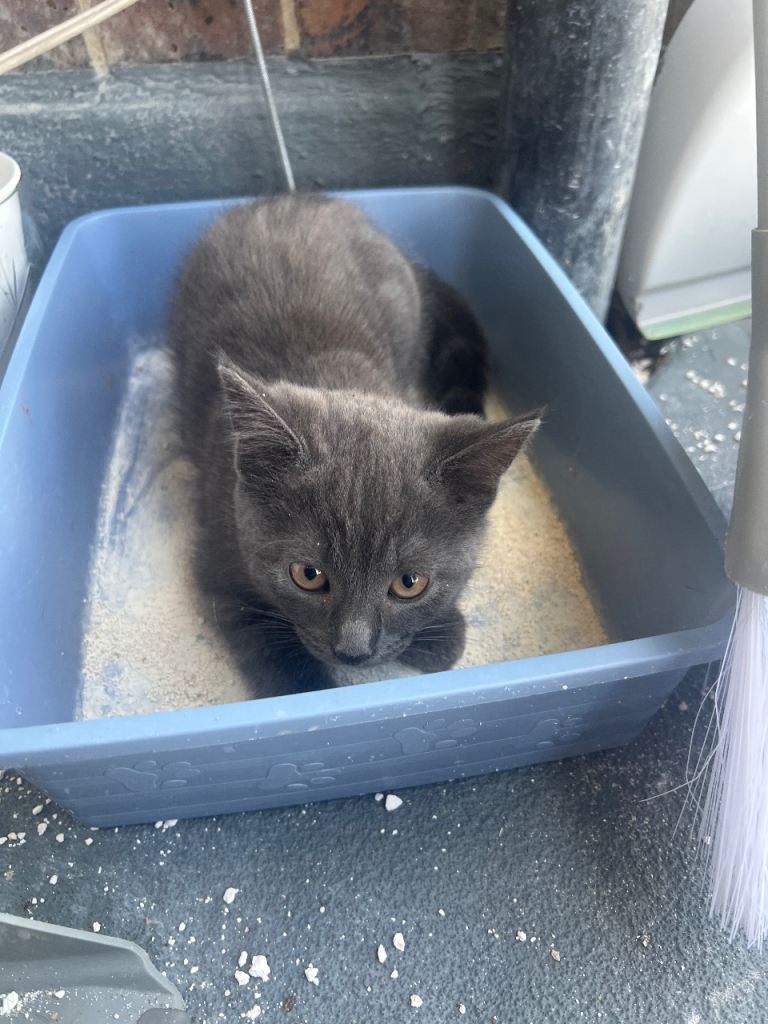 🐾A Lovely Blue/Grey Female Kitten Ready for Loving Homes 🐾