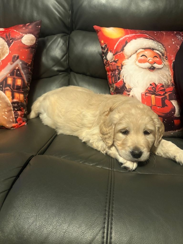 Golden Retriever Pups 10 weeks old last 2 boys 