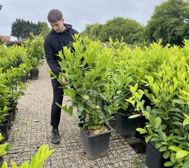 image for Cherry Laurel – 110-130cm – Stock Clearance Deals Pallet of 10 