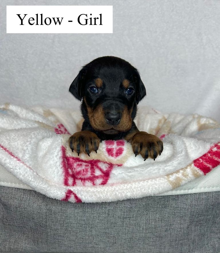 🩶 Top quality KC registered Doberman puppies! 🩶 * Ready to leave 21st Feb! *