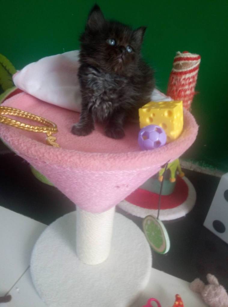 Kittens Angora (3 girls  2 boys) 9 weeks 