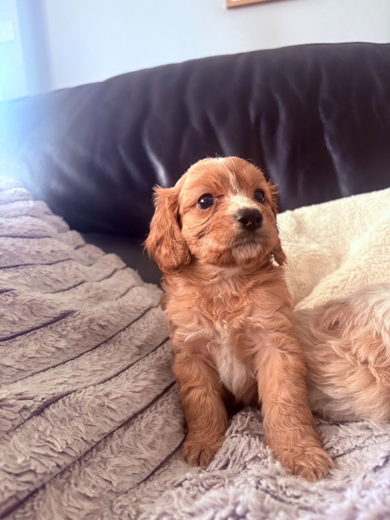 Stunning Cavapoos F1
