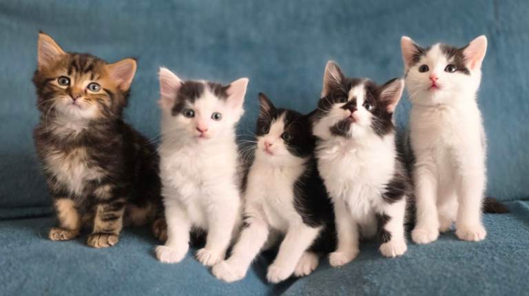 Mixed kittens waiting for forever loving home.