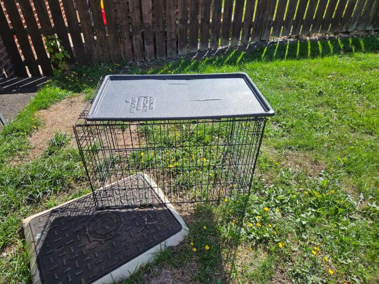 Dog cage 