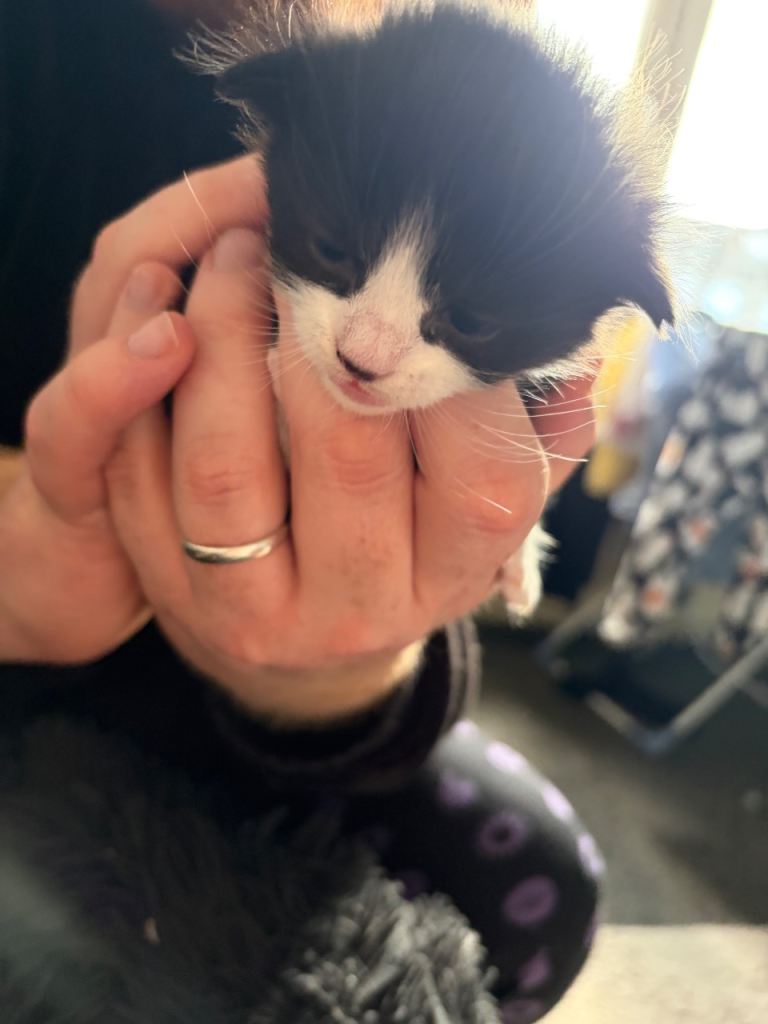 3 girls 3 boys still available 