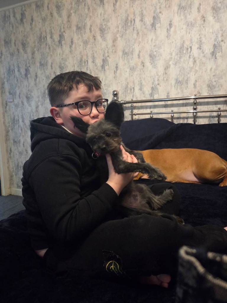 Yorkie x pomeranian 7 month old