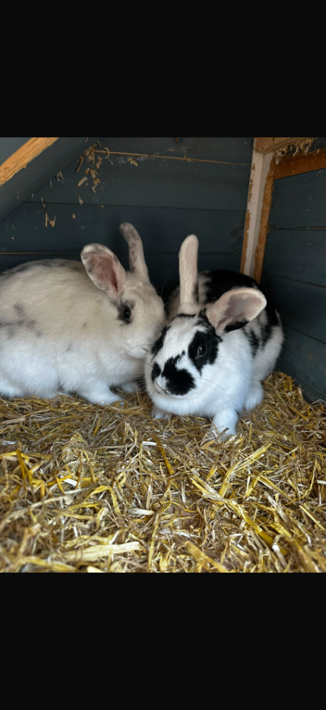 Rabbits, indoor and outdoor cage and run