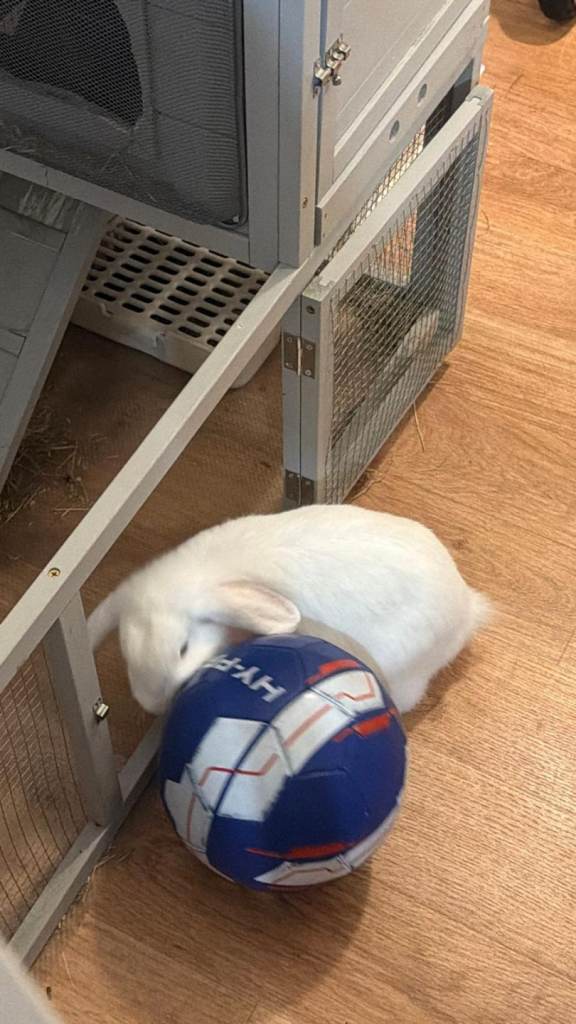 Bunny