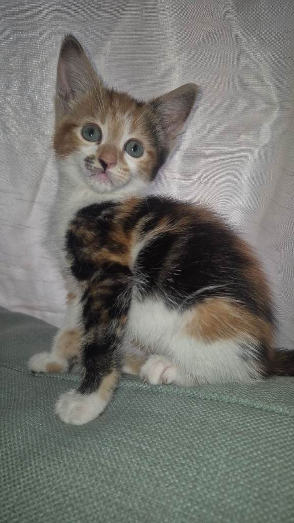 Female kitten