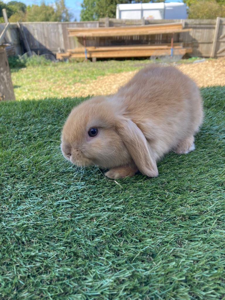 Mini lops