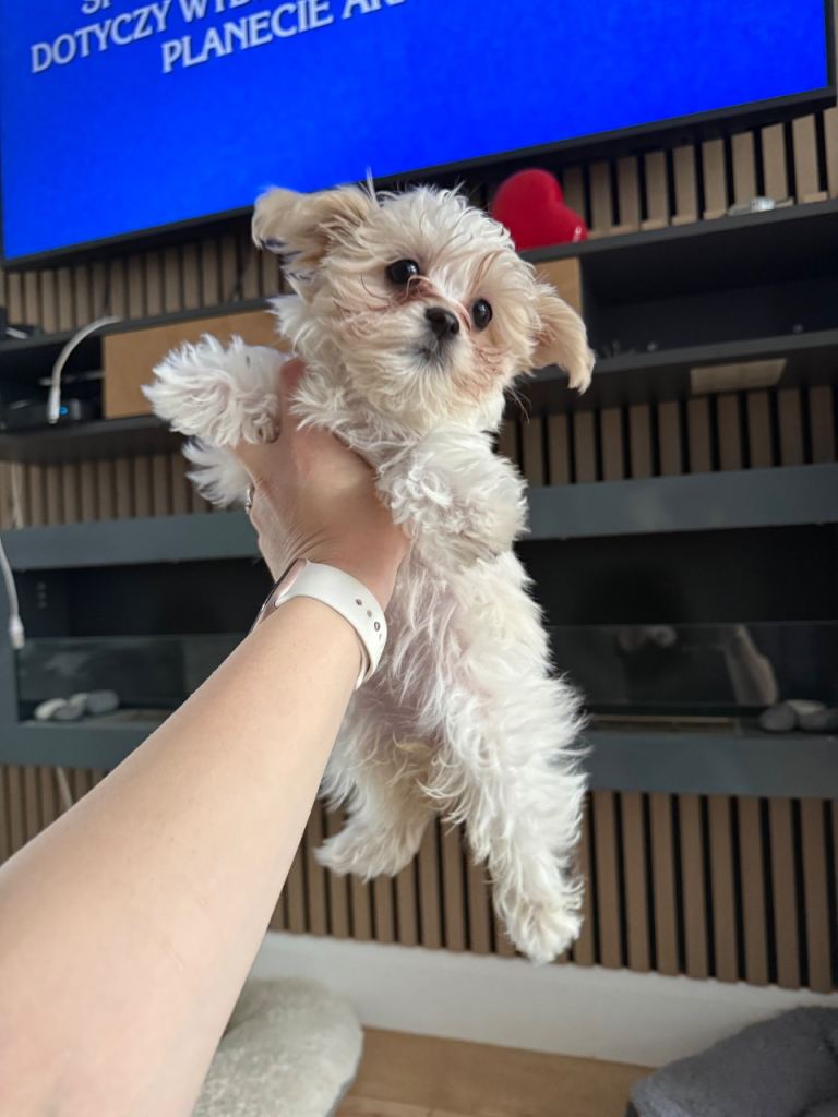 Last beautiful female  Maltese puppy left 