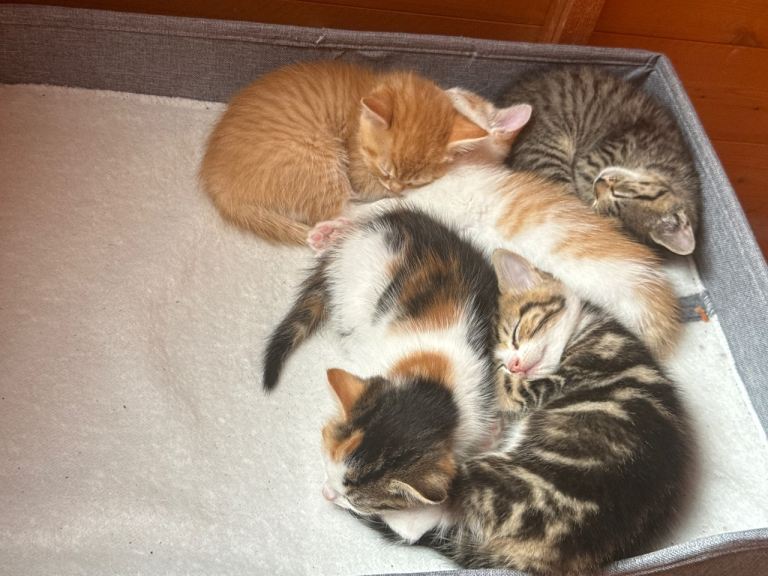 BEAUTIFUL KITTENS FOR SALE!!