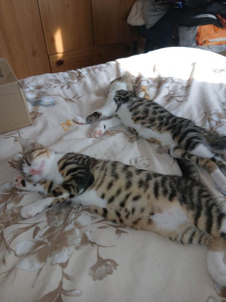 1 girl & 1 boy