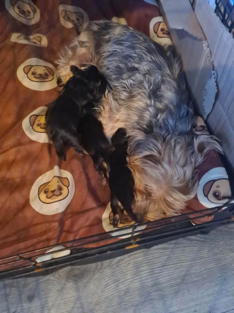 Yorkshire terrier pups