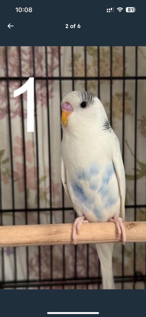 Beautiful Young Budgies – Healthy & Friendly – 