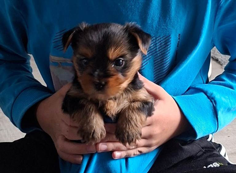 Yorkshire terrier puppie boy
