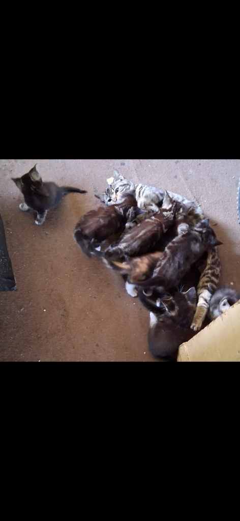 Kittens for sale 