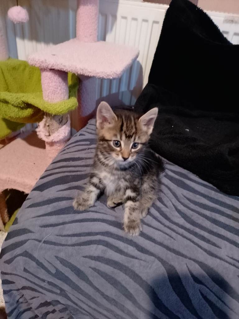Beautiful kittens 