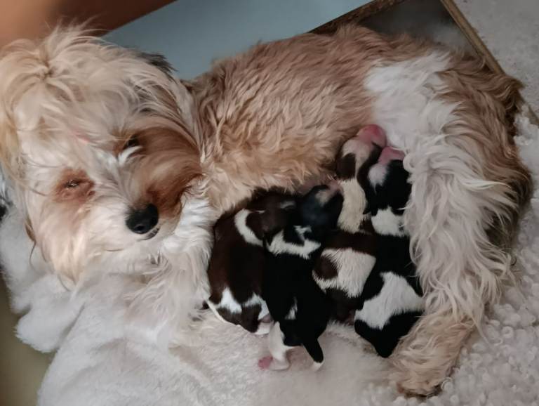 Colorfull Yorkshire terrier 