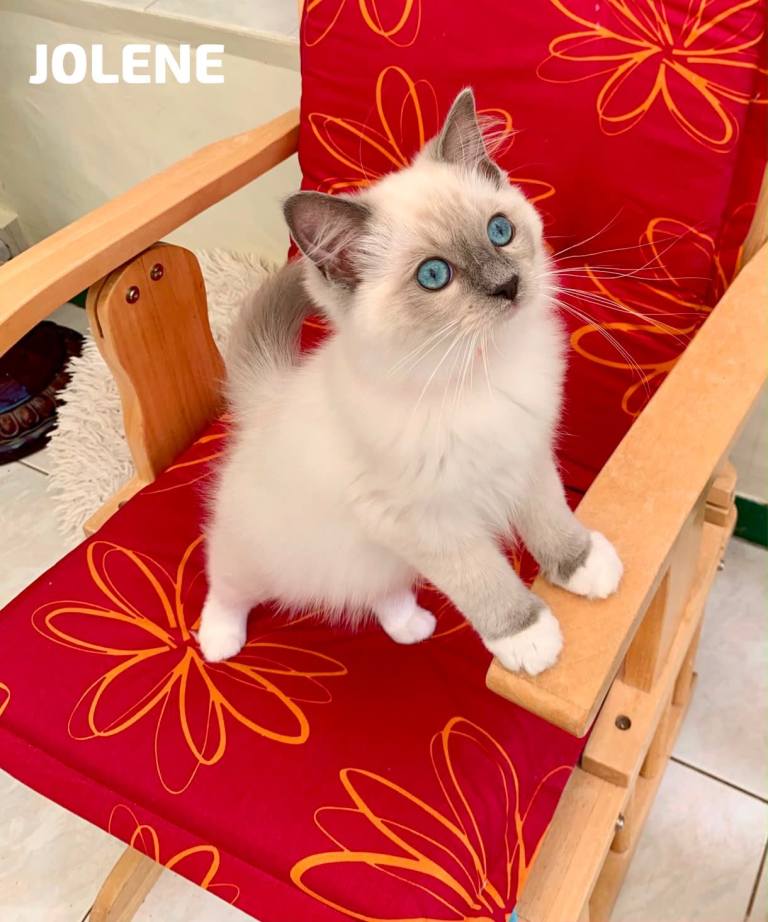 Stunning Fluffy Female Blue-Point Ragdoll Kittens for sale *3 Left*