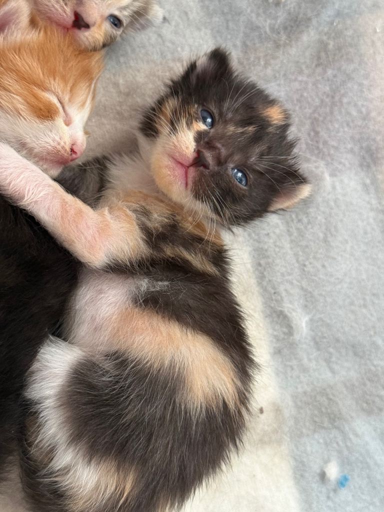 1 gorgeous girl left!