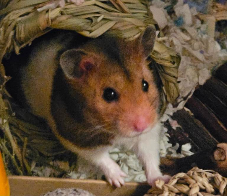 Syrian Hamster and loads of accesories including cage