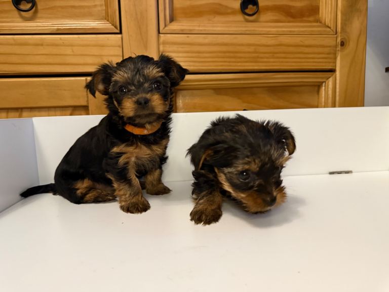 Stunning miniature Yorkshire terrier puppies 