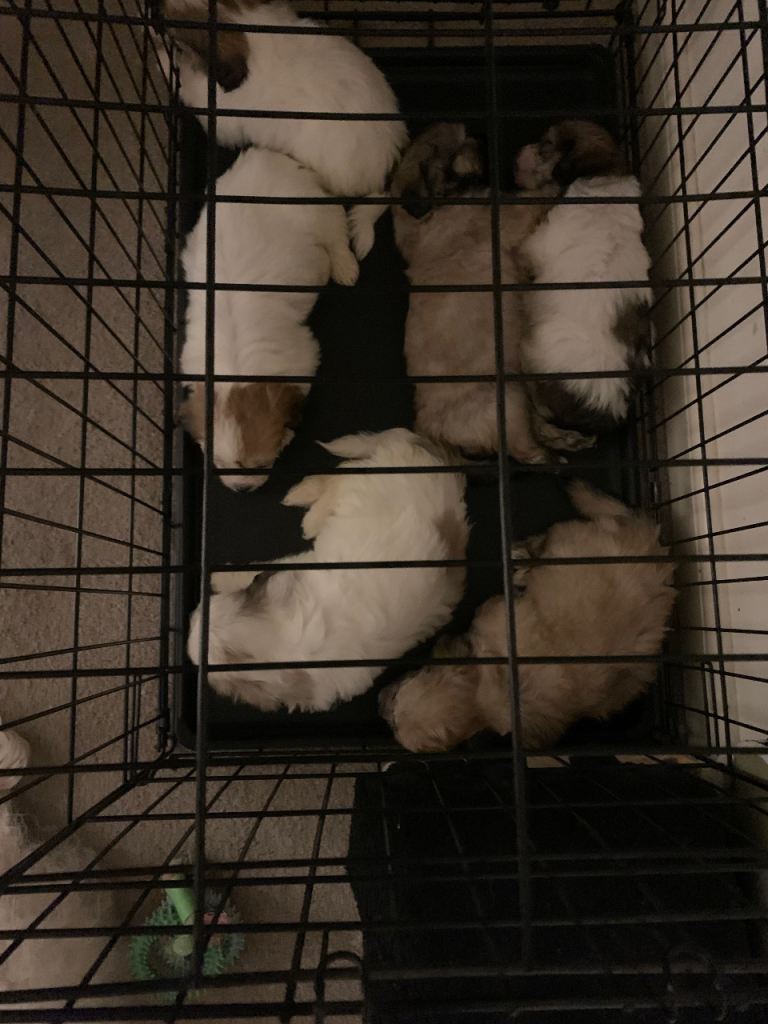 Puppies