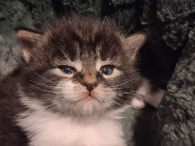 Cute Kittens
