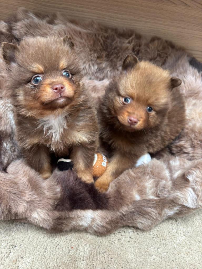 Pomeranian puppies last 2 BOYS 