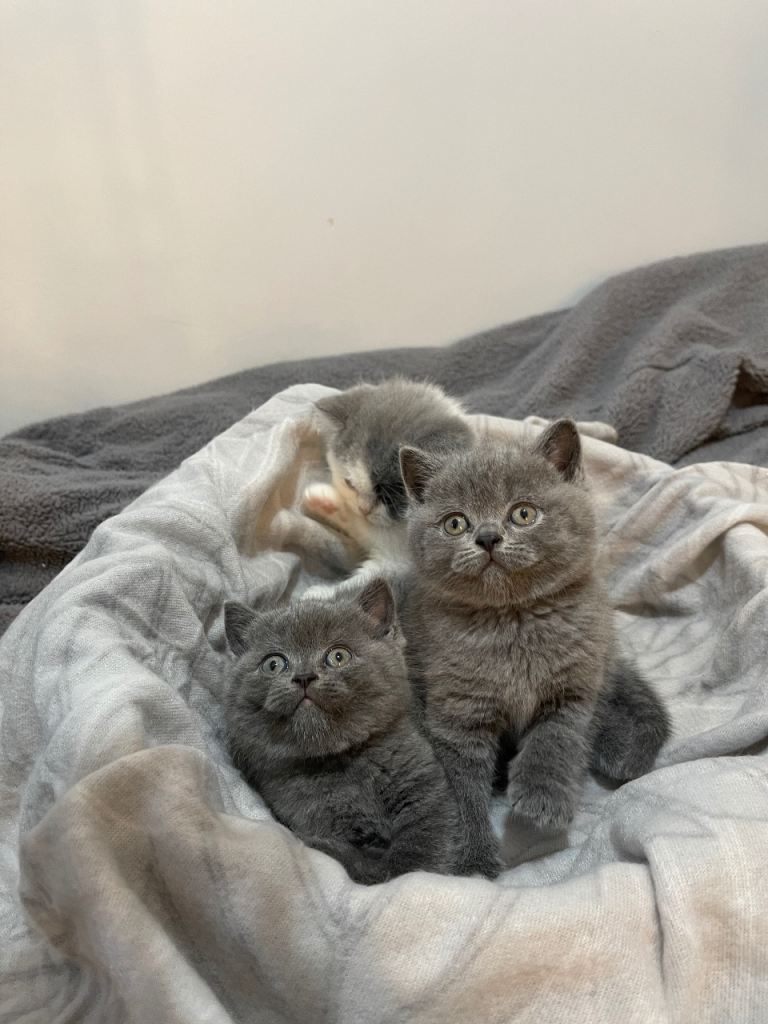 British shorthair cats for sale 