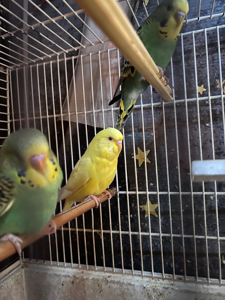 Budgies 