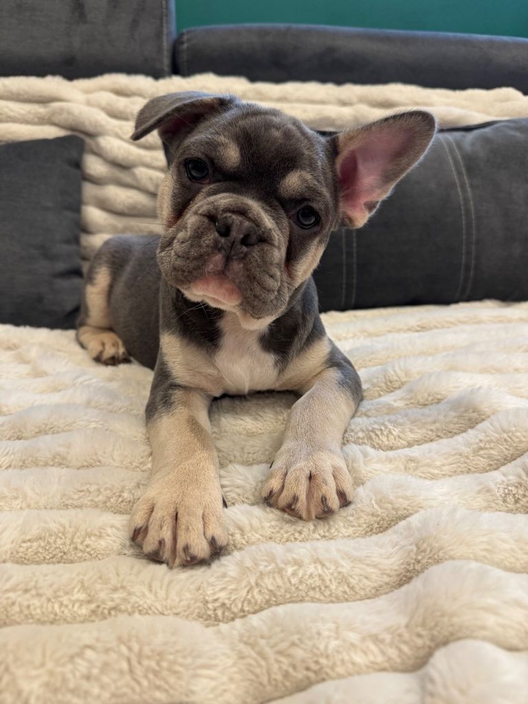 🐾 Blue & Tan French Bulldog Puppy – Ready Now 🐾