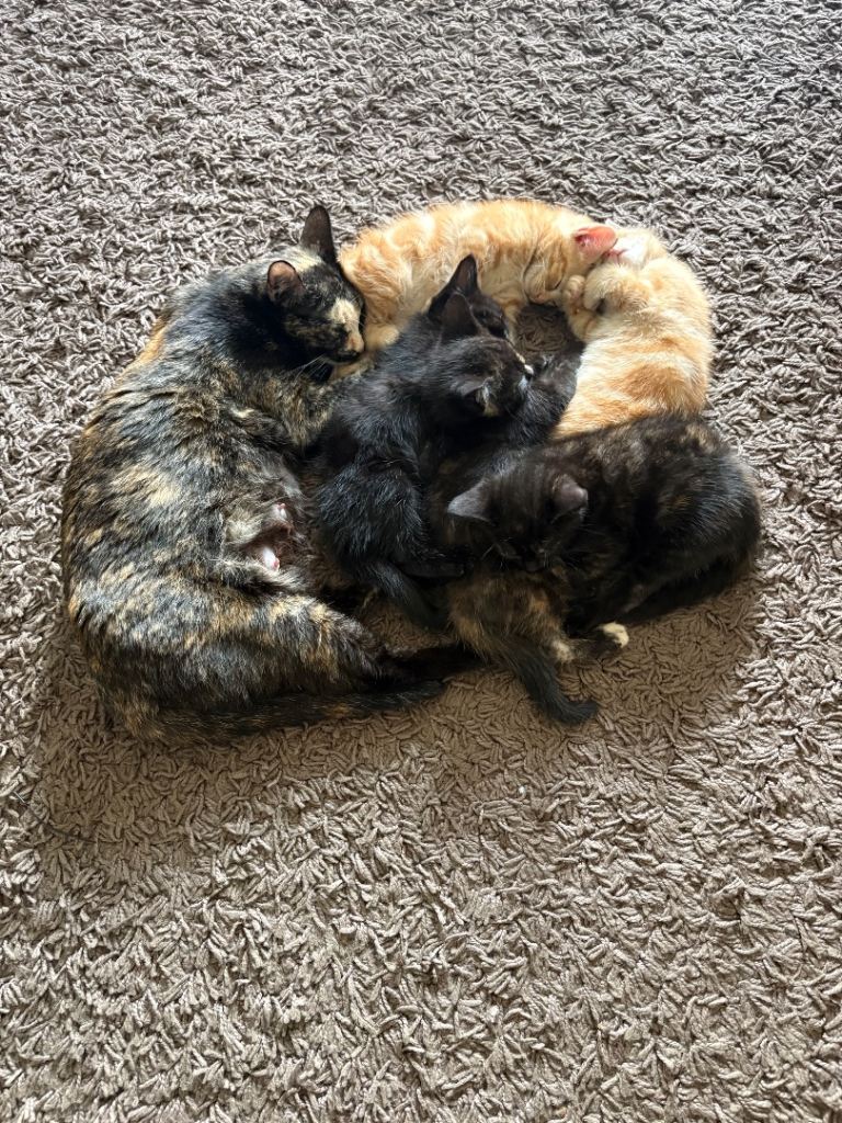 Gorgeous kittens ready to go