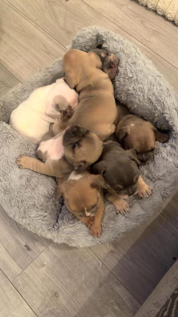 Beautiful French bulldog puppies dwkc registered